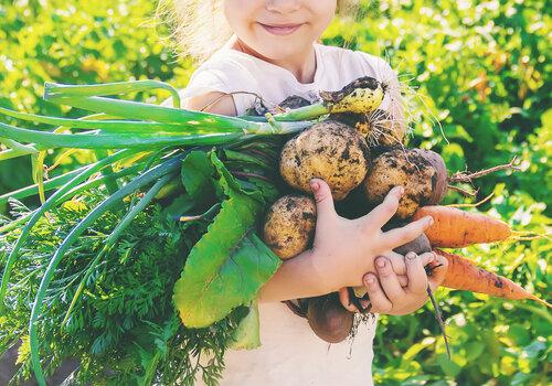 Enfant qui tient des betteraves et carottes