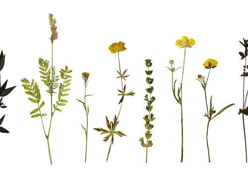 Herbier
