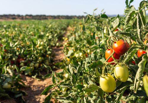 Champ tomates