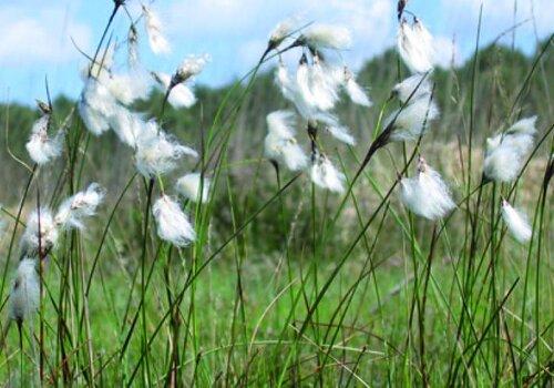 Linaigrette