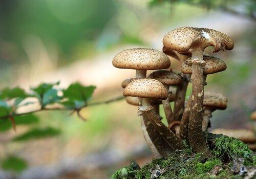 champignons