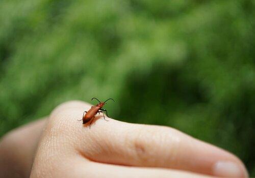 Un petit insecte sur la main d'une personne