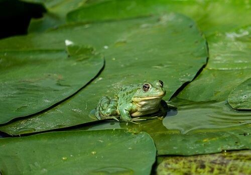 Grenouille verte posée au milieu de plusieurs feuilles de nénuphar, à la surface de l’eau.