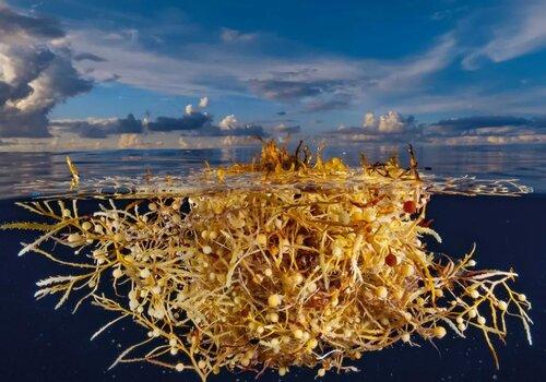 Sargasses flottant dans l'océan superficiel