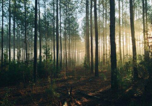 Photographie de grands arbres dans une forêt en journée