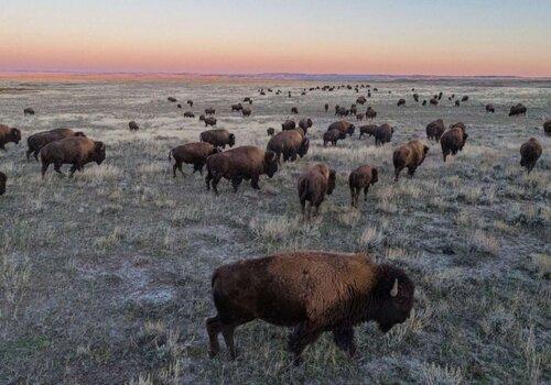La grande prairie, le pacte du bison La grande prairie, le pacte du bison