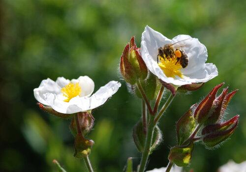 Les plantes utilisent les animaux pour se reproduire