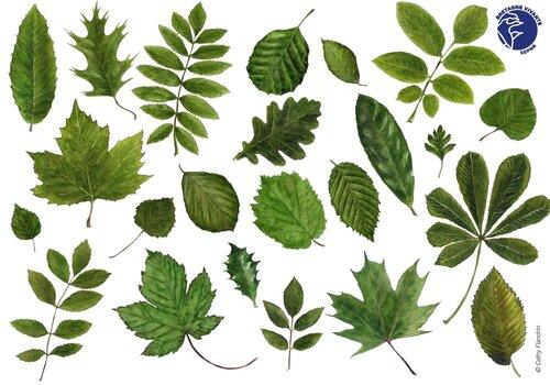 Imagier des feuilles d'arbres communs