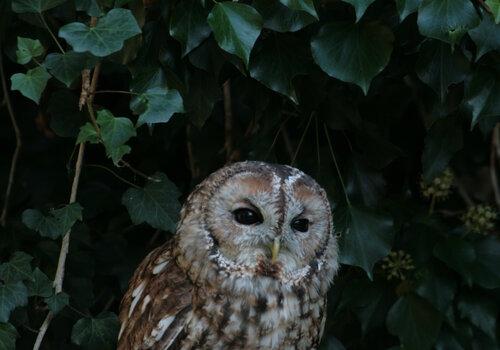 Chouette alors ! La LPO vous proposent des jeux autour de la nature en ville et l’analyse de pelotes des re-jections de chouette à la loupe binoculaire.