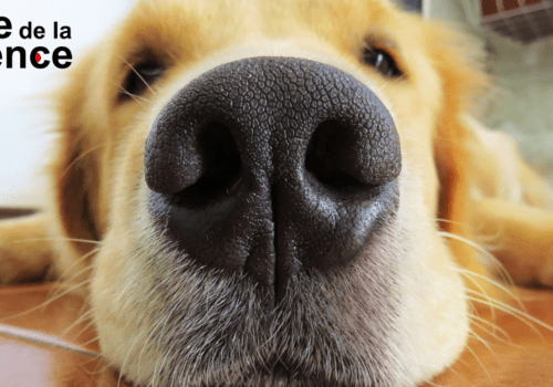 Les super pouvoirs des chiens