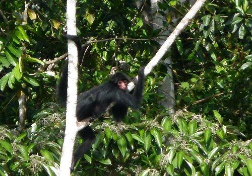Singe atèle sur une branche