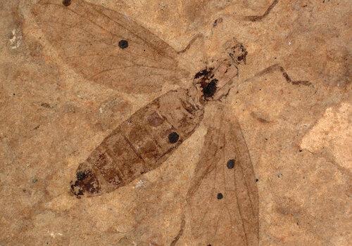 Insecte fossile