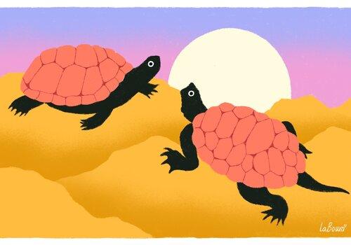 dessin de deux tortues