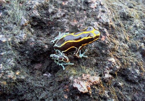 Dendrobate Dendrobate