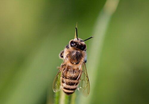 image insecte image insecte