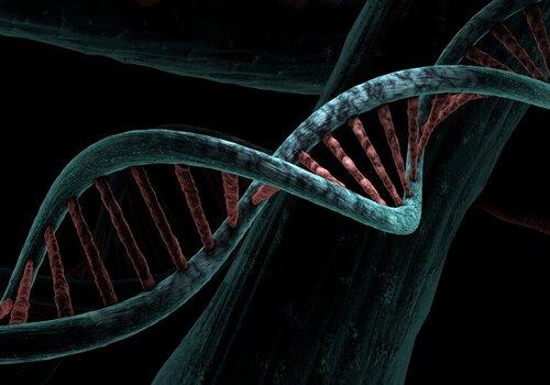 adn biologique 