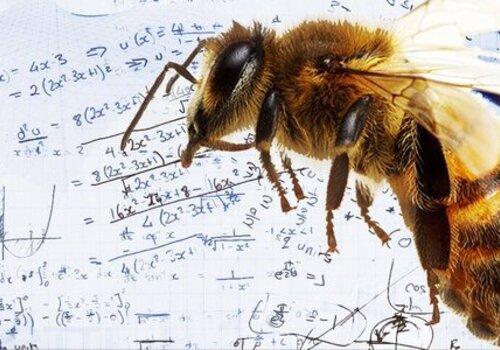 intelligence-abeilles