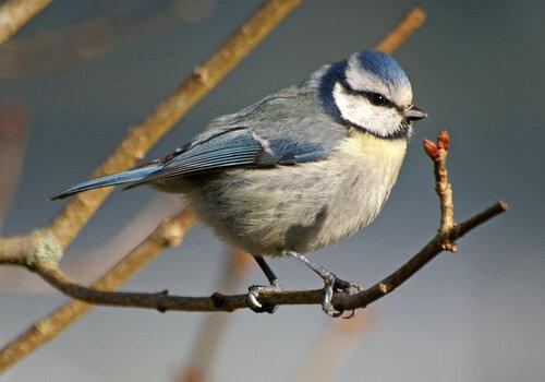Mésange bleue