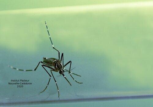 Aedes aegypti