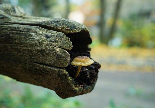 Champignon