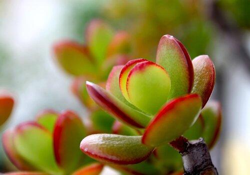 plante plante