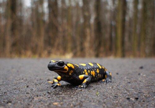 salamandre salamandre