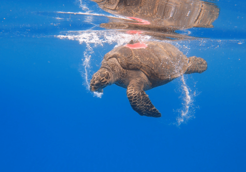 Croupette Tortue imbriquée équipée d'une balise Argos.
