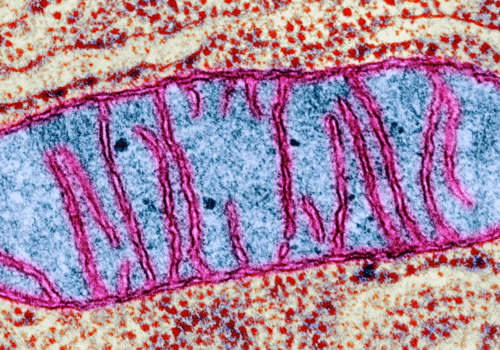 Mitochondrie
