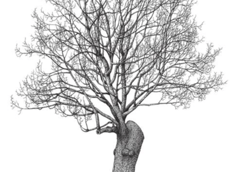 Tilleul sectionné qui a réagit par de nouvelles branches et reprend une silhouette d'arbre