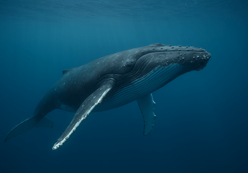 baleine