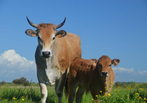 Vaches maraîchines au pâturage Une vache maraîchine et son veau au pâturage