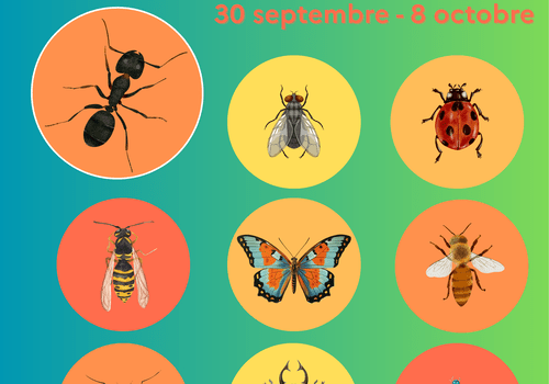 Fourmis & Cie Fourmis & Cie