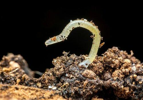  La fertilité des sols