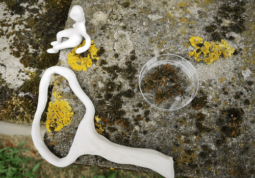 Photographie de sculpture et mousse