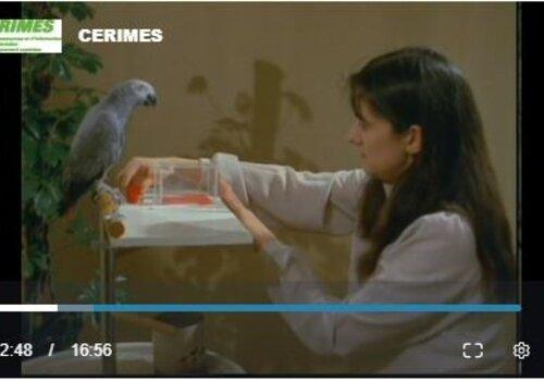capture d'écran vidéo Cerime