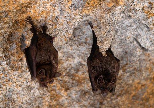Les chauves-souris Les chauves-souris