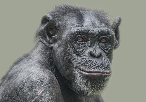 chimpanzé