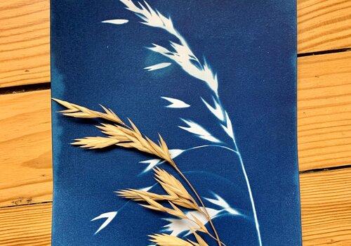 Cyanotype végétal