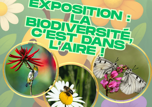 expo expo