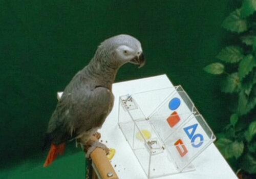 Intelligence animale : exemple du perroquet