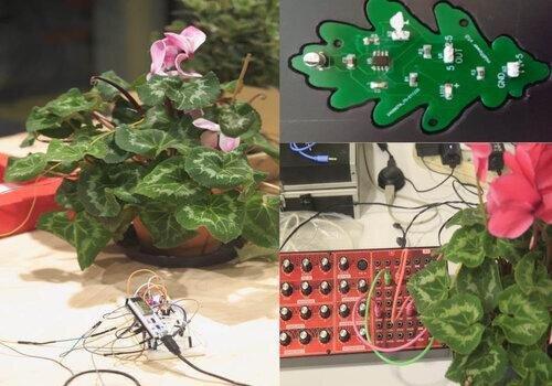 Musique des plantes