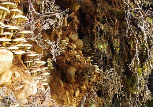 Racines et champignons