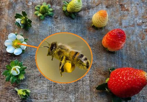Pollinisation