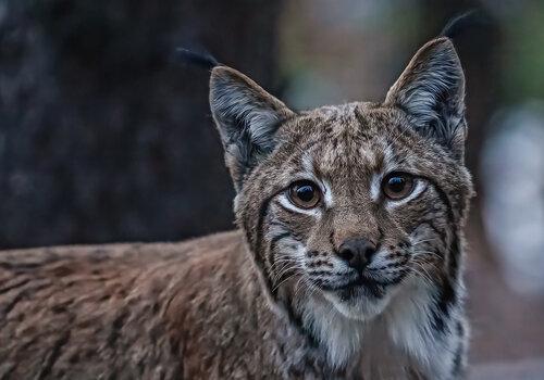 Portrait d'un lynx en gros plan