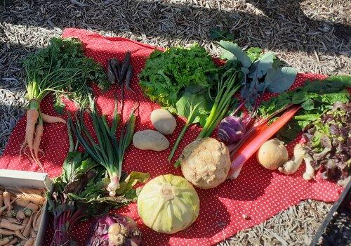 Légumes de Semailles