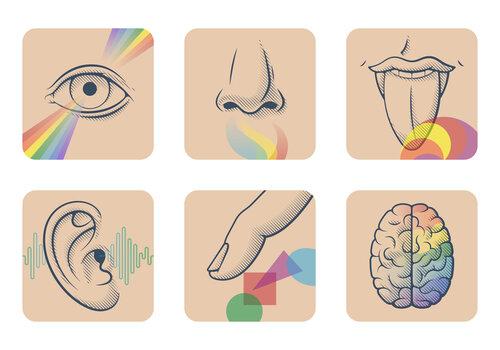 Sens & Cerveau