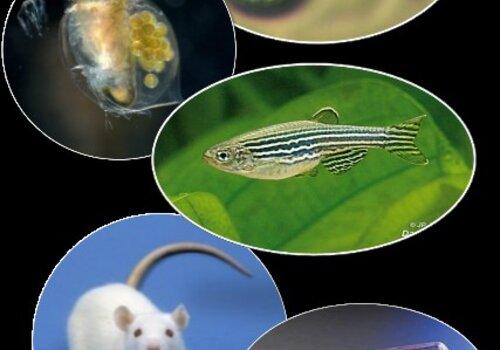 espèces modèles pour les tests d'écotoxicité