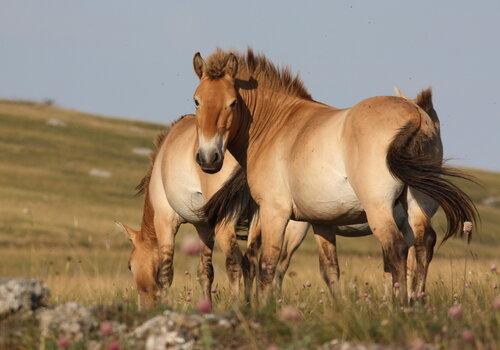 Cheval de Przewalski en semi-liberté