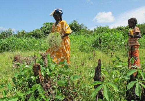 Dans un champ, une femme porte une gerbe de fonio et un jeune garçon porte un épis de maïs