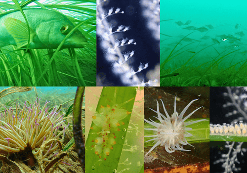 biodiversité des herbiers